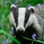 Badger