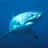 The White Shark
