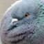 A_Plump_Pigeon
