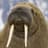 Walrus