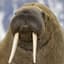 Walrus
