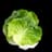 lettuce