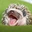 A Silly Hedgehog