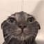 Moist Cat