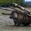 Combat Wombat