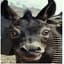 Donkey