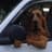 bloodhound