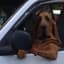 bloodhound