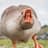 Angry Goose