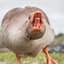 Angry Goose