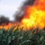 BurningCorn
