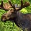 Moose