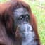orangutan retardo
