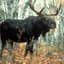 Brown Moose