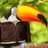 Toucan