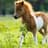 Pony