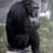 Chimp