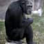 Chimp