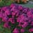 Phlox Patch
