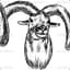 BlackMouflon