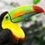 Toucan
