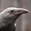Corbeau Blanc