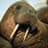 Walrus