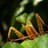 Mantis