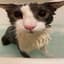 Soggy Cat