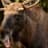 Moose