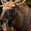 Moose