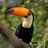 Generic Toucan