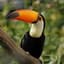 Generic Toucan