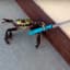 Crabtastic