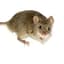 Mouse2078