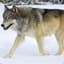 Lone Wolf