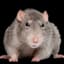 Rat