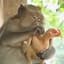 Monkeychicken47