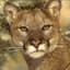 Cougar113