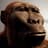 Australopithecus Africanus [HM]
