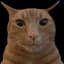 catmeow
