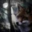 Nox Vulpes