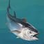 Big Tuna