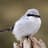 Shrike