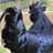 Rooster673