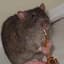 Doot Rat