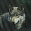 Wolfy