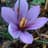 Saffron