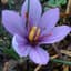 Saffron