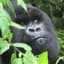 Gorilla WTF